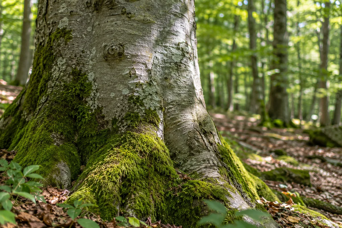 Écorce lisse et grise d’un vieux hêtre couverte de mousse verte, vue de près en sous-bois