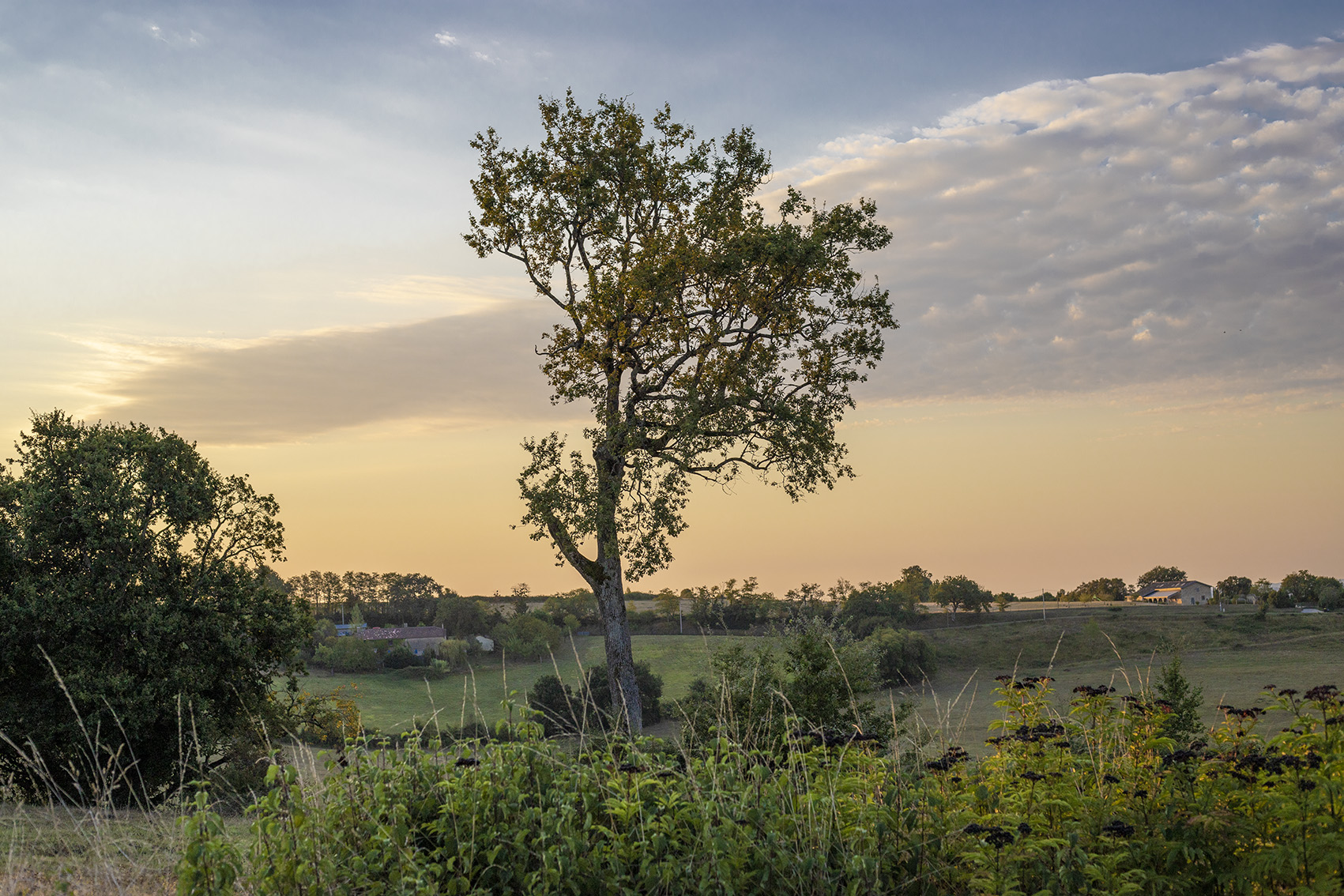 photographe professionnel pas cher sur bordeauxphoto de nature avec un arbre seul entouré de verdure et en second plan un ciel orangé et bleuté sur une photo aux couleurs accentuées