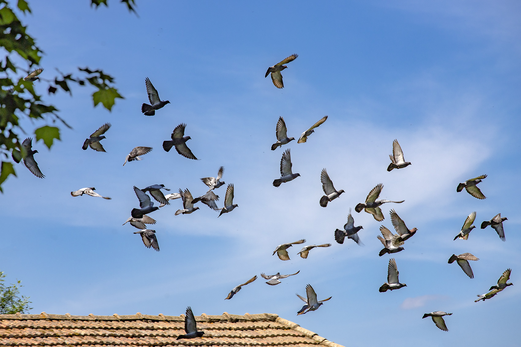 Envol d'un groupe de pigeons depuis un toit en tuile rouge sur fond de ciel bleu pour une illustration d'un magazine spécialisé dans la photographie animalière
