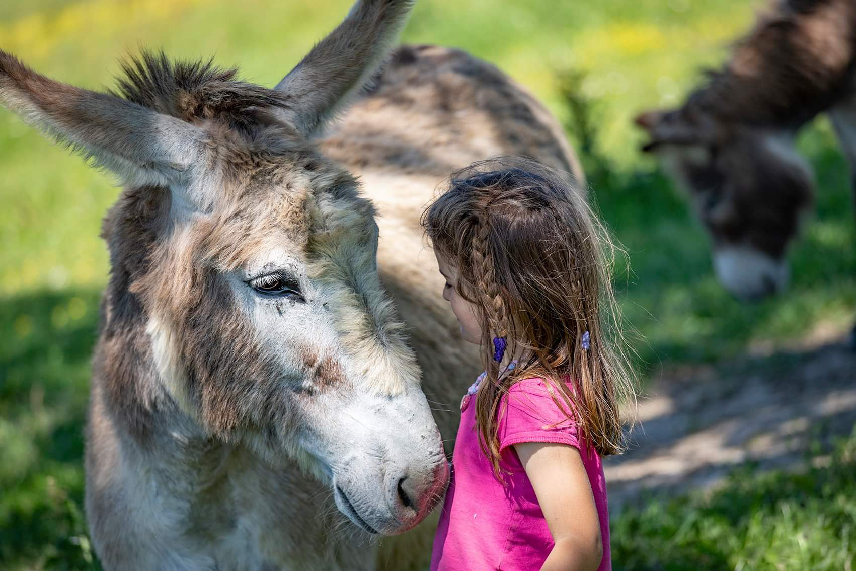 un âne et une petite fille qui se regardent dans une ferme