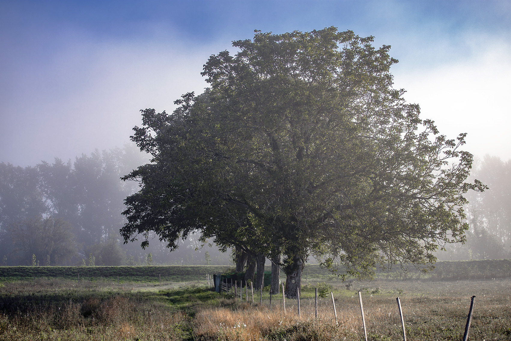 Photographie professionnel en couleur par un photographe sur bordeaux et des belles prises de vue Beaux arbres à peine voilés par le brouillard sur une photo où la luminance du bleu est négative, quel photographe à la réole