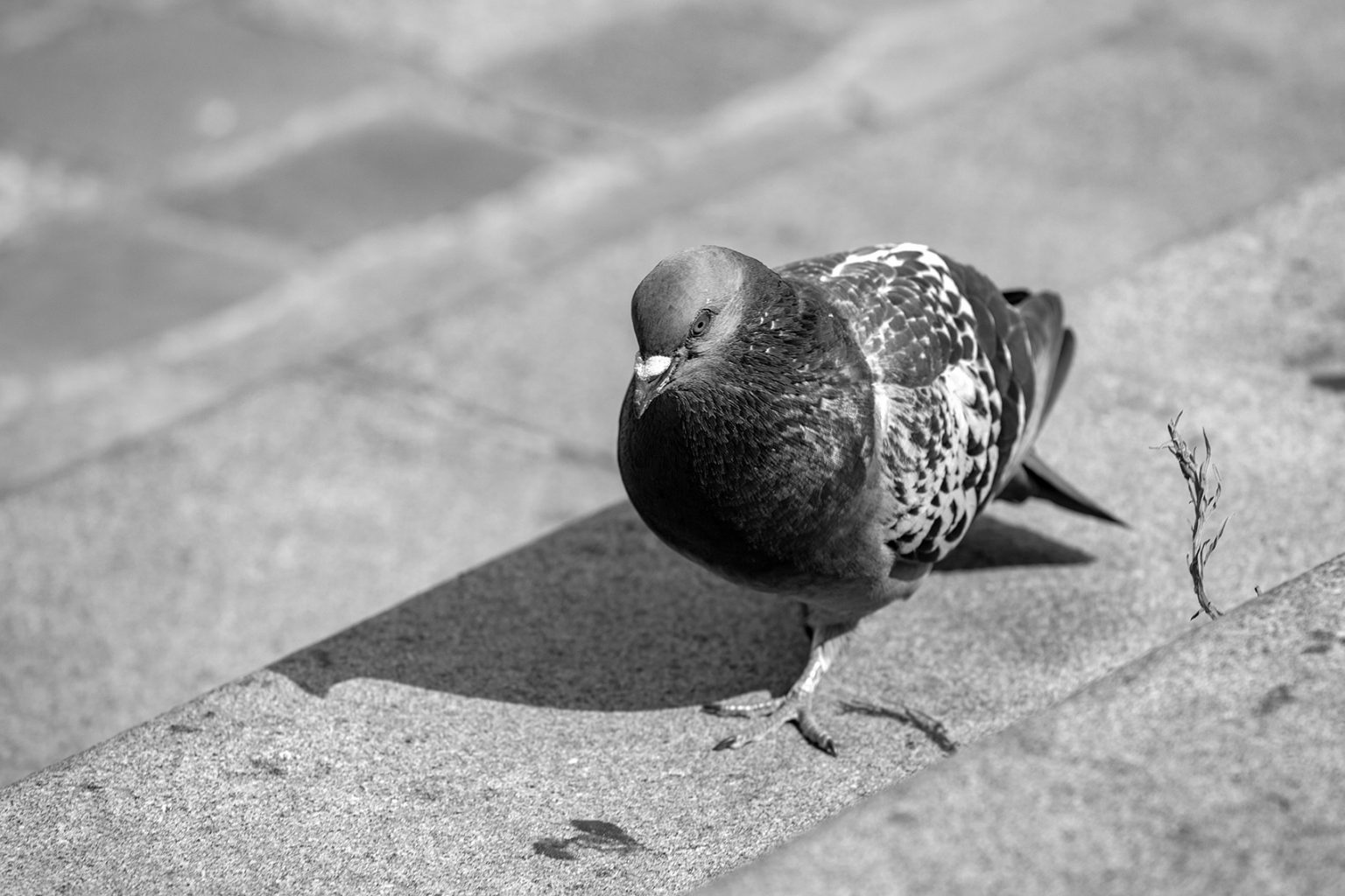 Pigeon qui marche sur le trottoir en noir et blanc