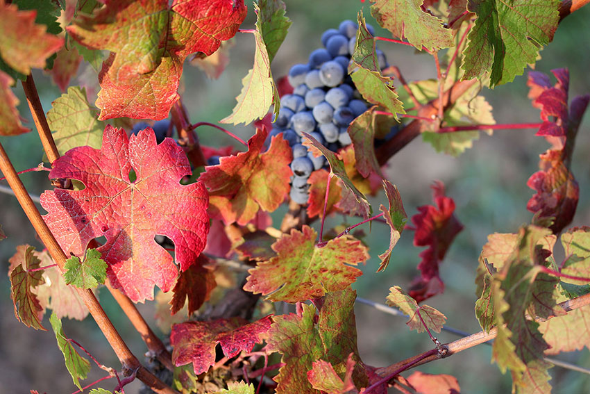 photo de vignes en période de vendange avec du raisin et des feuilles rouges obtenue avec un Canon 550D et un objectif 50mm par un photographe spécialisé dans l'agriculture